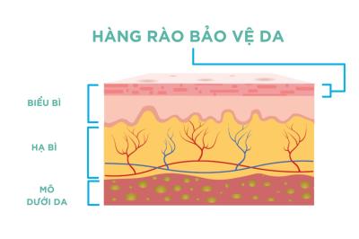 Hàng rào bảo vệ da là gì? Vì sao đây là yếu tố cốt lõi trong chăm sóc da