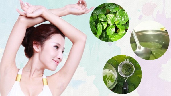 Bạn có thể sử dụng lá trầu không để triệt lông nách hiệu quả