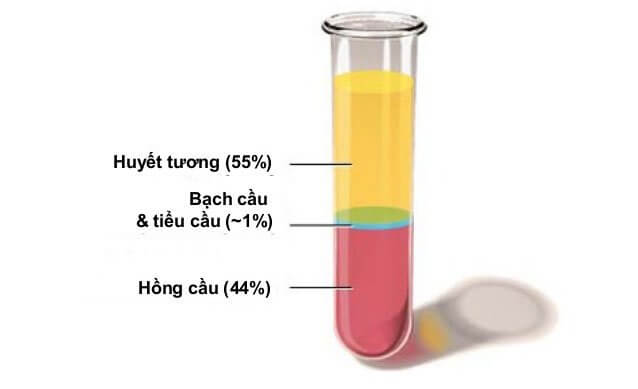 Số lượng tiểu cầu trong huyết tương cao gấp nhiều lần trong máu tĩnh mạch